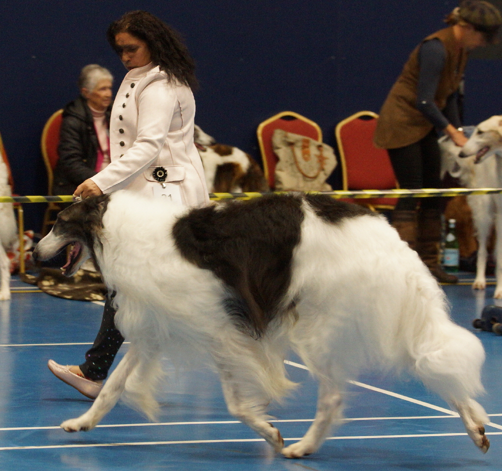 Shrek winning Veteran Dog at the Borzoi Club 2022. Pintel won 2nd Open Dog & Chiara 1st PG bitch