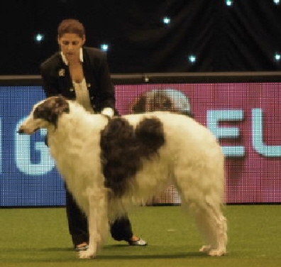 tscherni crufts