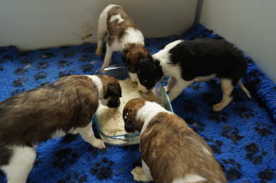 Feeding time