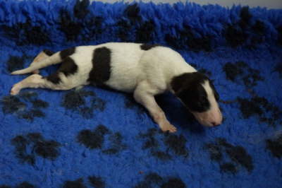 Girl puppy