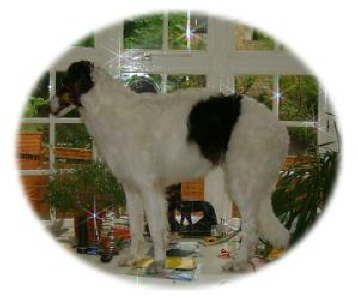 S. Cuchlainn