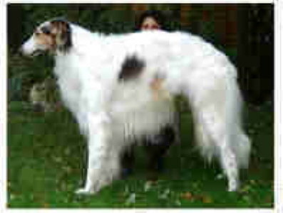 Stubbylee Oisin 